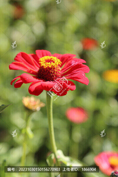 百日菊
