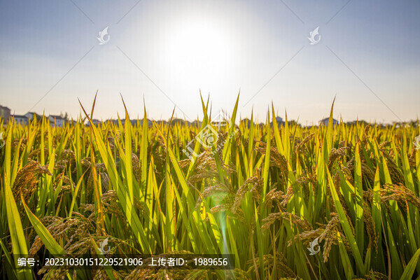 藍天水稻
