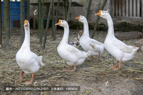 竹林養(yǎng)鵝