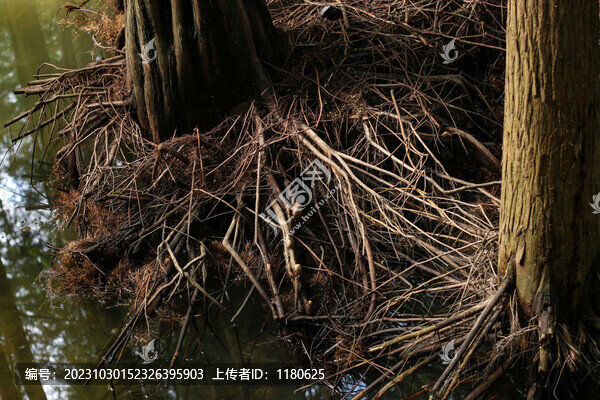 樹根
