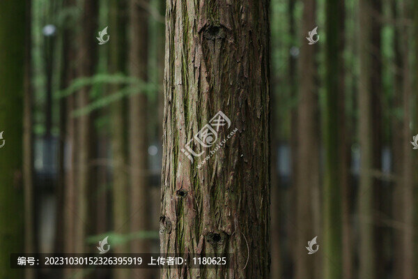 樹皮紋理
