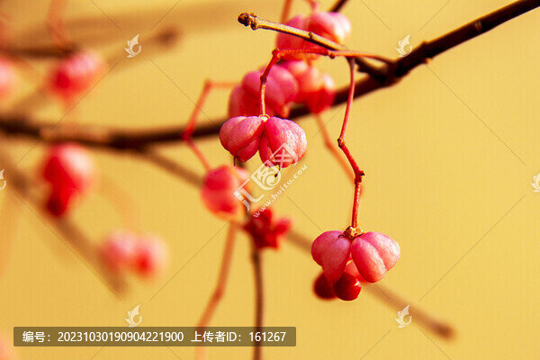 小巧玲瓏白杜果