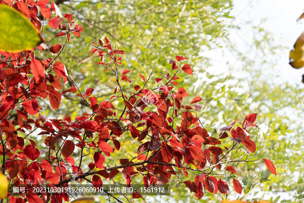 秋天紅葉