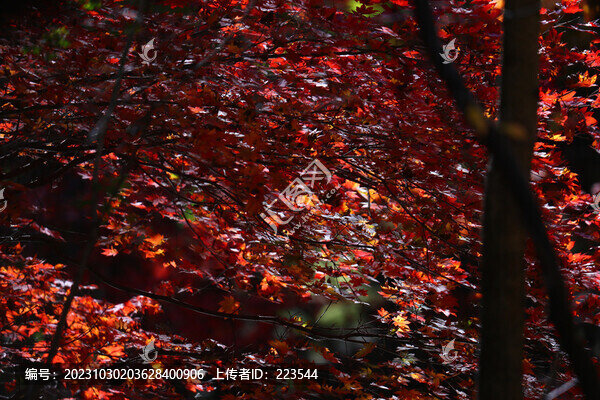 本溪紅葉