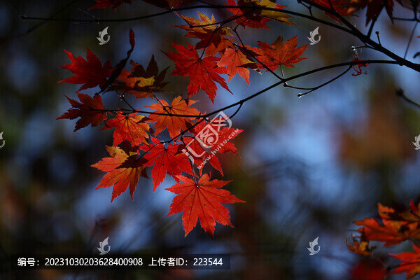 本溪紅葉