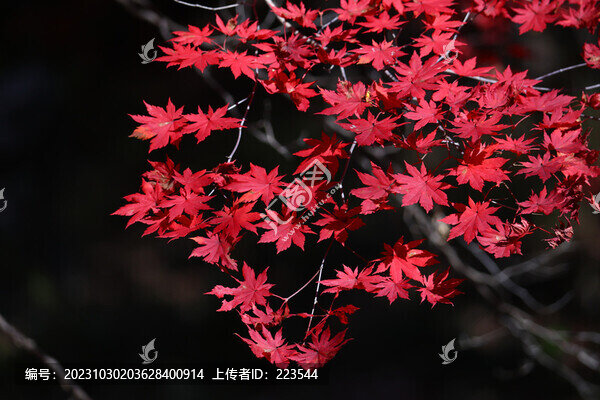 本溪紅葉