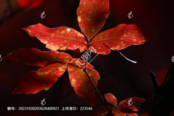 本溪紅葉