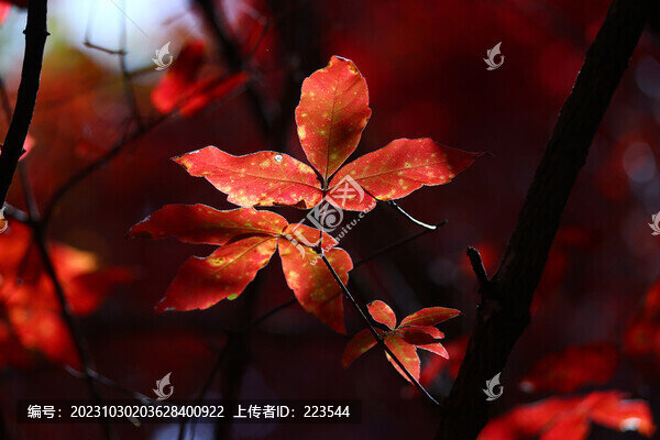 本溪紅葉