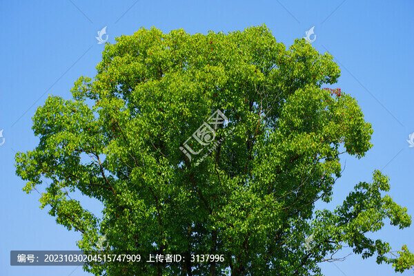 藍天樟樹