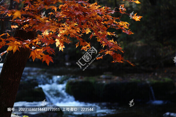 本溪紅葉