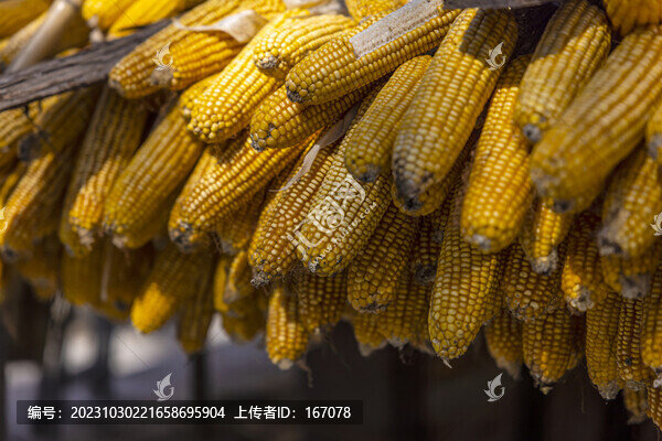 晾曬玉米