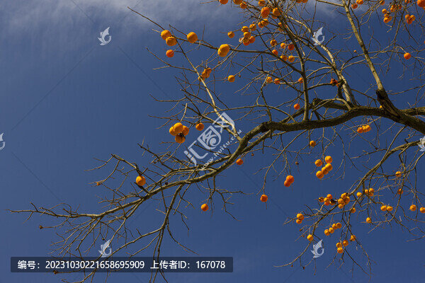 秋天西紅柿