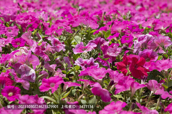 喇叭花牽牛花