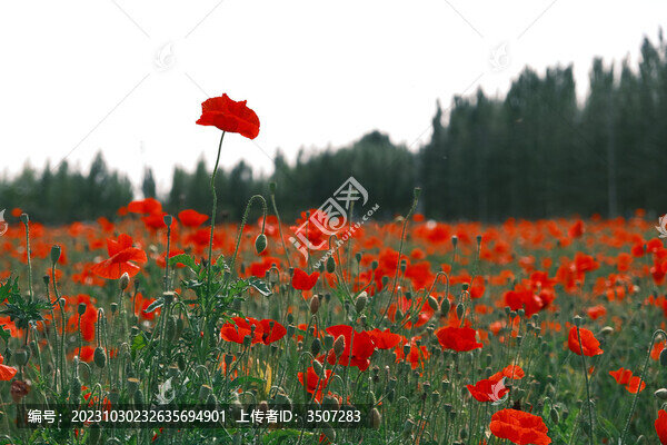 虞美人花海鮮花