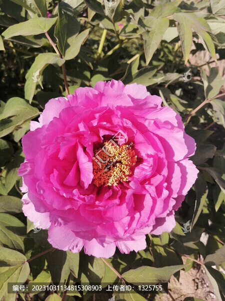 牡丹花