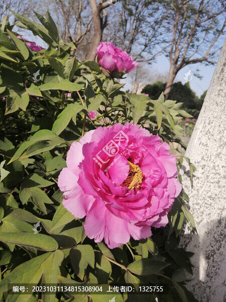 牡丹