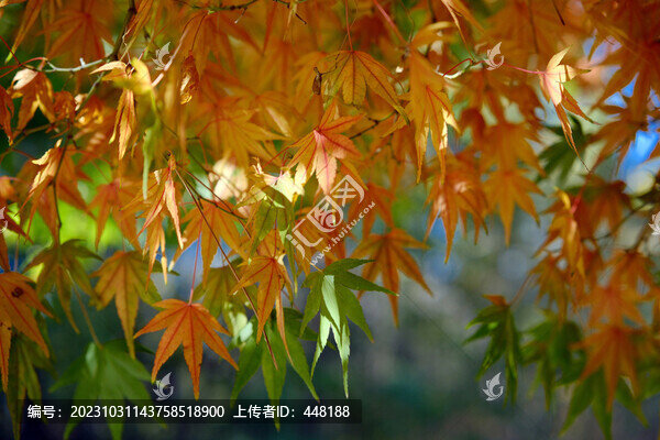 紅色楓葉