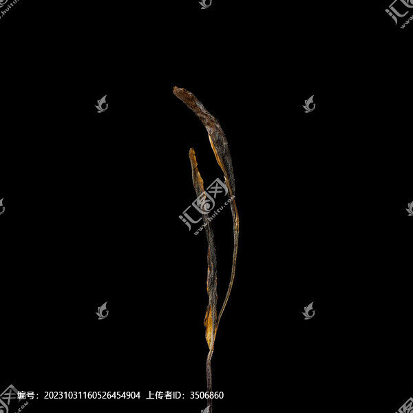 一根普洱茶干茶條索
