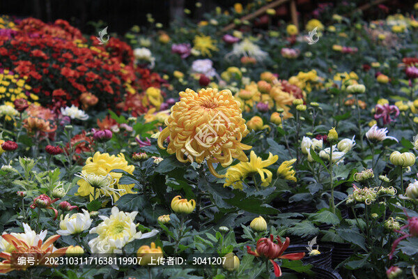 菊花展上的黃鶴樓菊花