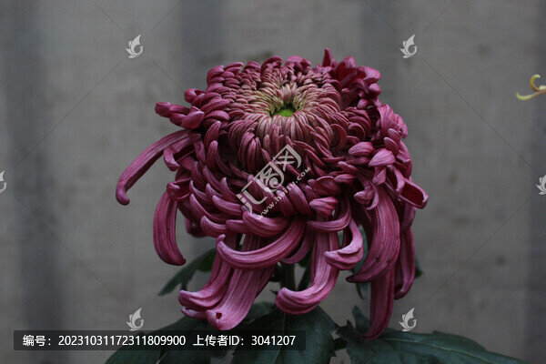 紫紅色秋菊