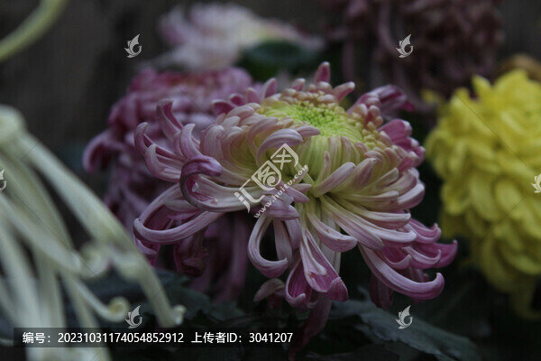 菊展花卉