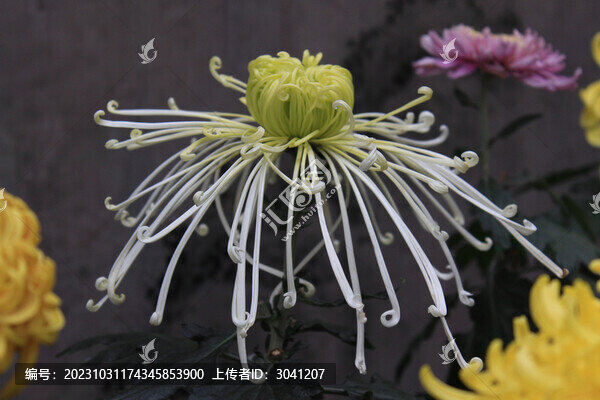 花叢中的秋菊