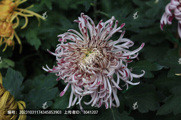 美麗的秋菊