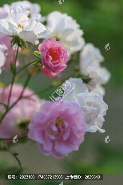 薔薇花