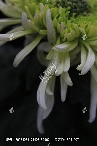 菊花局部特寫(xiě)