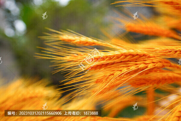 麥穗