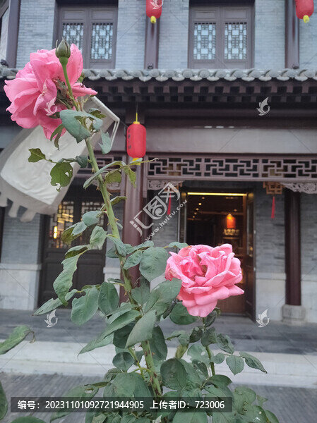 月季花