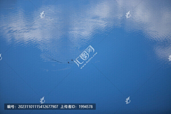 水鳥