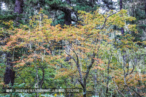 香格里拉普達措國家公園