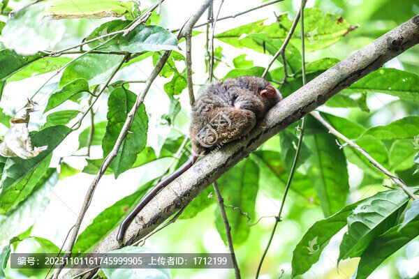 菲律賓眼鏡猴保護中心
