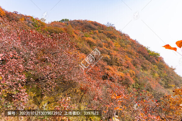 秋季登山賞紅葉看滿山紅葉美景