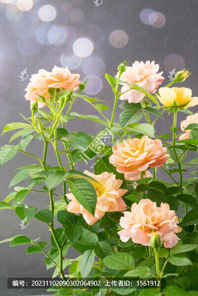 觀賞月季花
