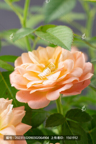 觀賞月季花
