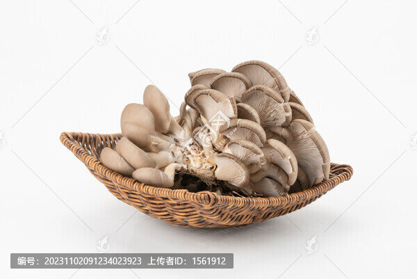 平菇