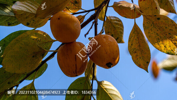脆柿子