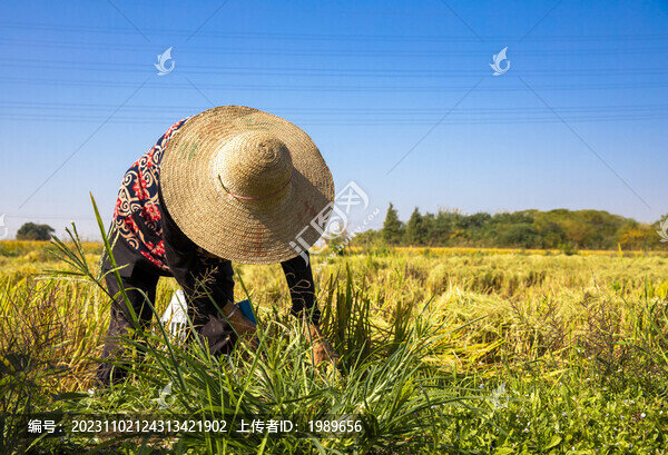 農(nóng)民收割稻谷