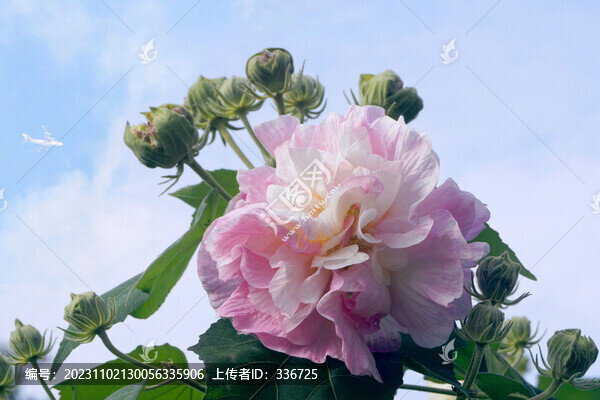 芙蓉花及雙流機(jī)場起降飛機(jī)