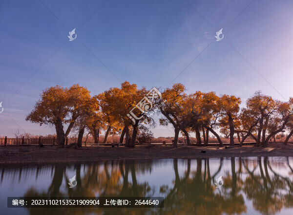 額濟(jì)納胡楊林