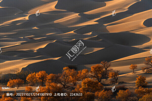 新疆巴州尉犁縣葫蘆島秋色胡楊