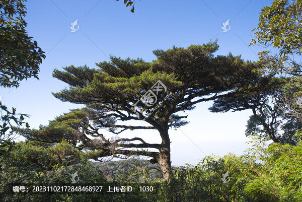 植物樹木銀杉