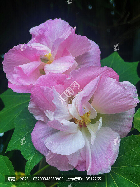 木芙蓉花