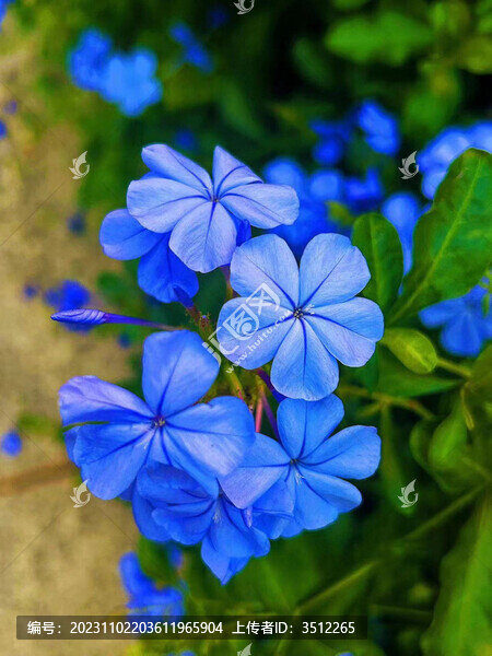 藍(lán)丹花