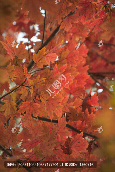 紅葉