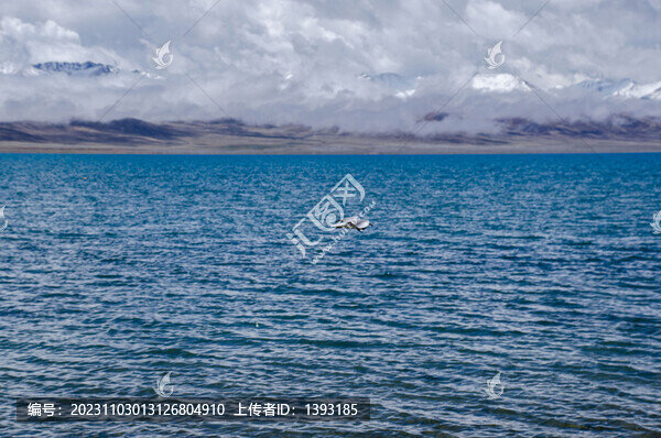 納木措湖面上飛翔的海鷗