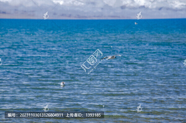 納木措湖面上飛翔的海鷗