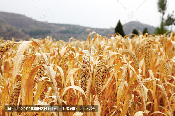 小米豐收